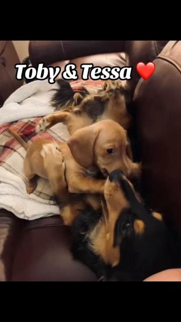 @Kimberly MotherofDoxies Genโ