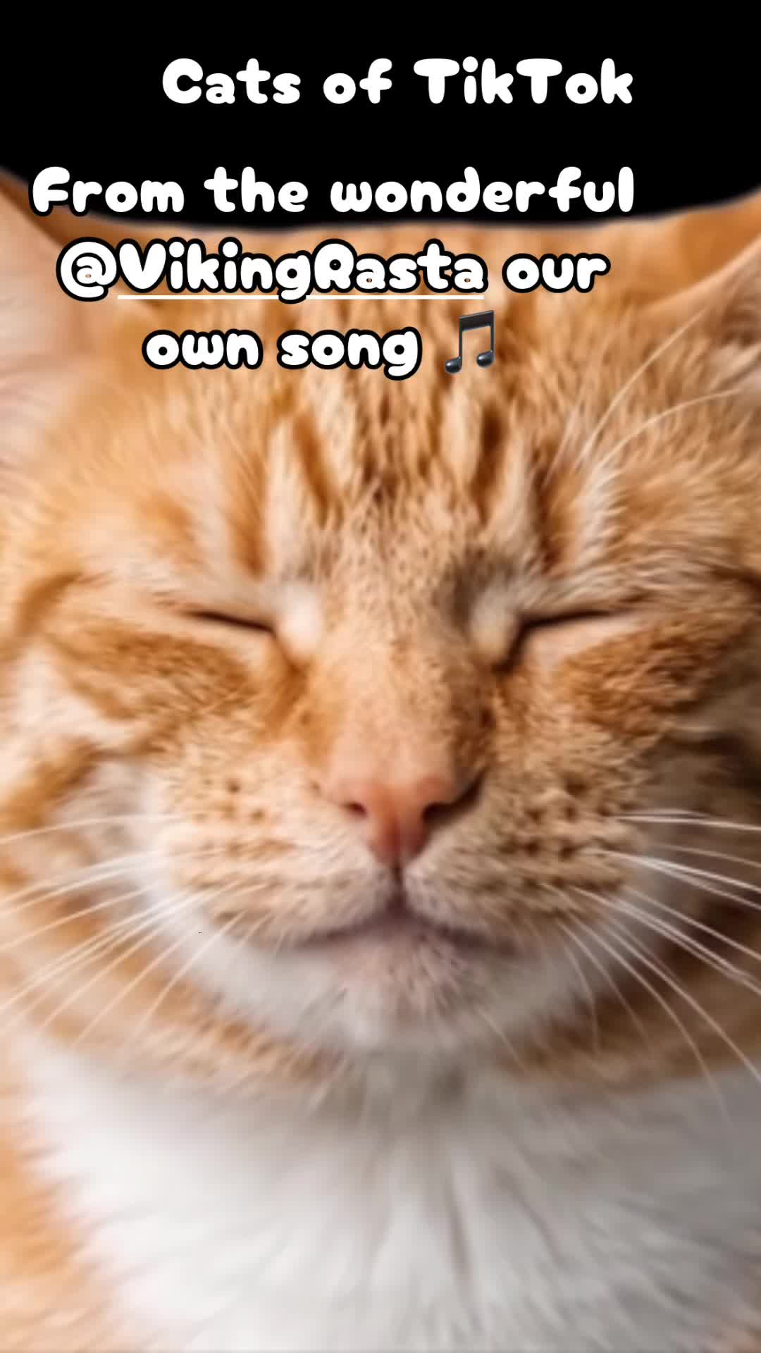 @crazycatladyxfour