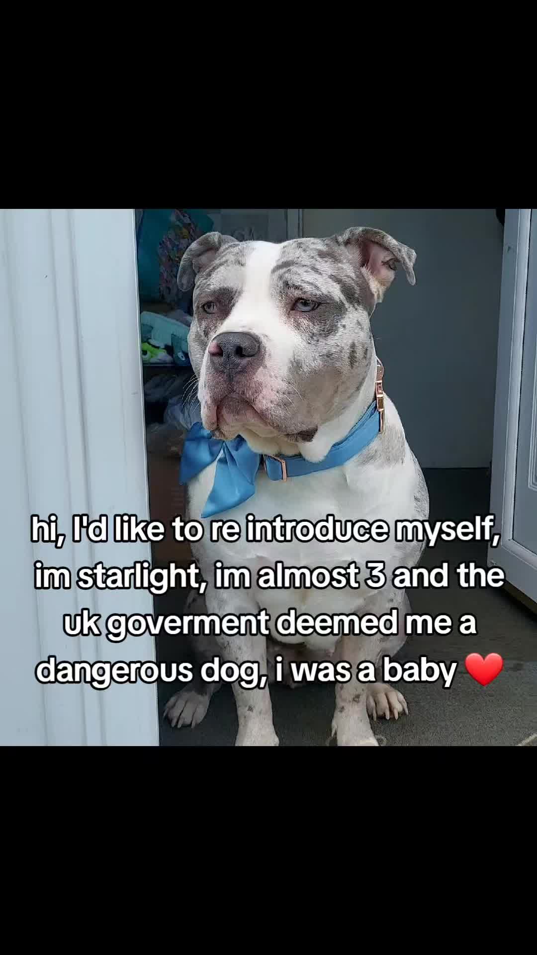@kirsty+starlight the xl bully