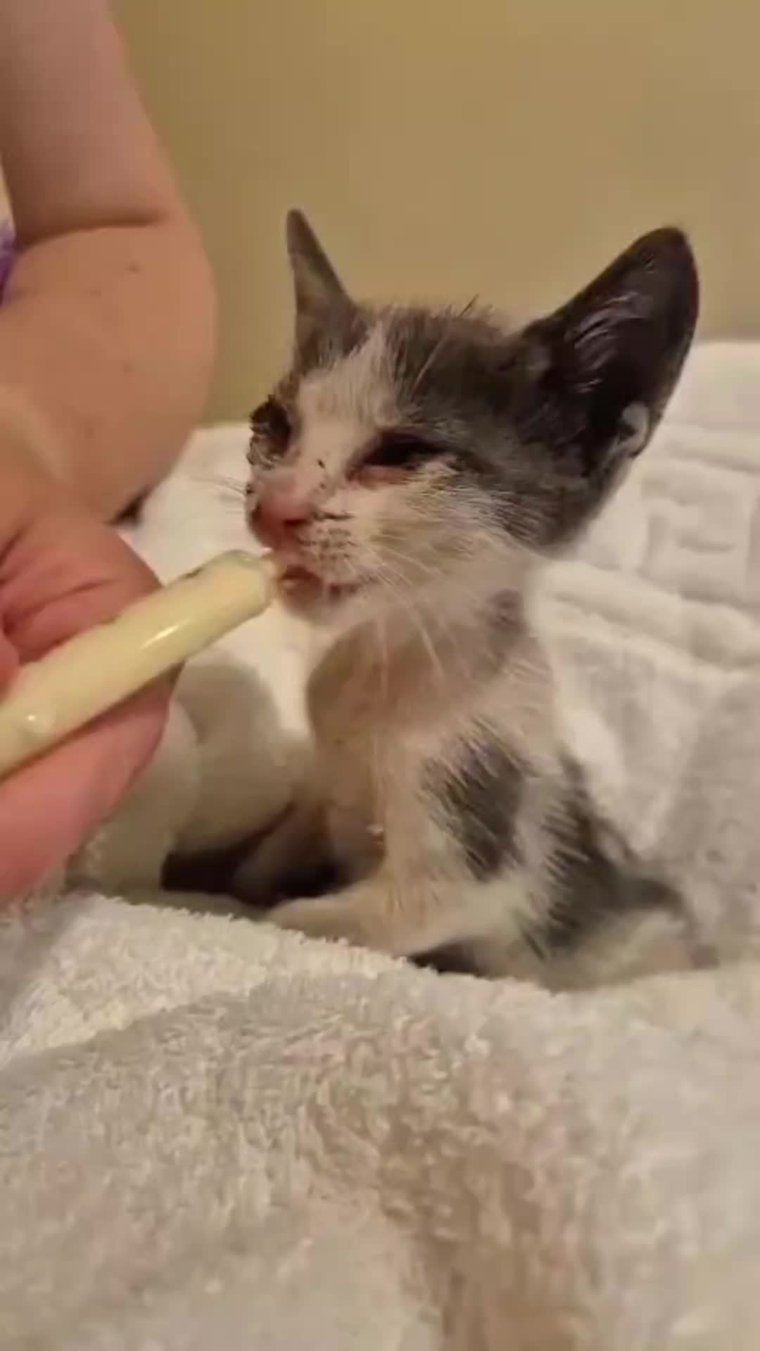 @Greek Animal Rescue