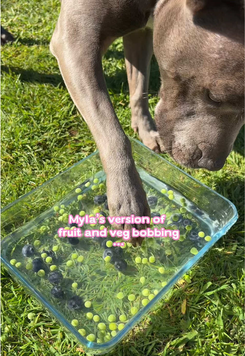@Myla.thebluestaffy🤍