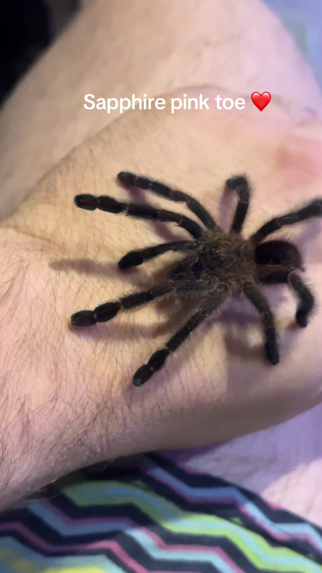 @The Spider Caravan