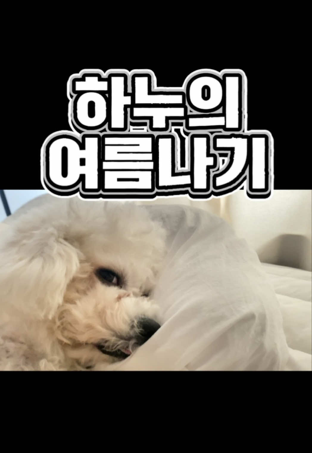 @한조니 Shelly