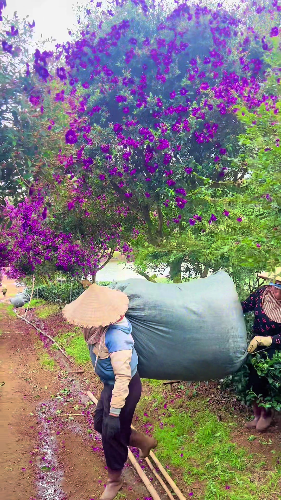 @Nông Trường olong Tằng Vĩnh An