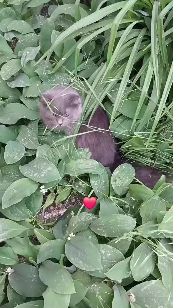 @РОКСАЛИНА💋