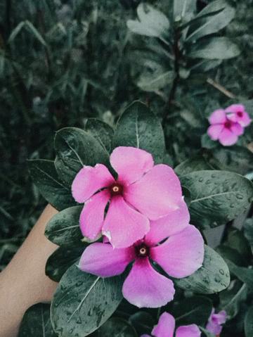@Tanisha🌸