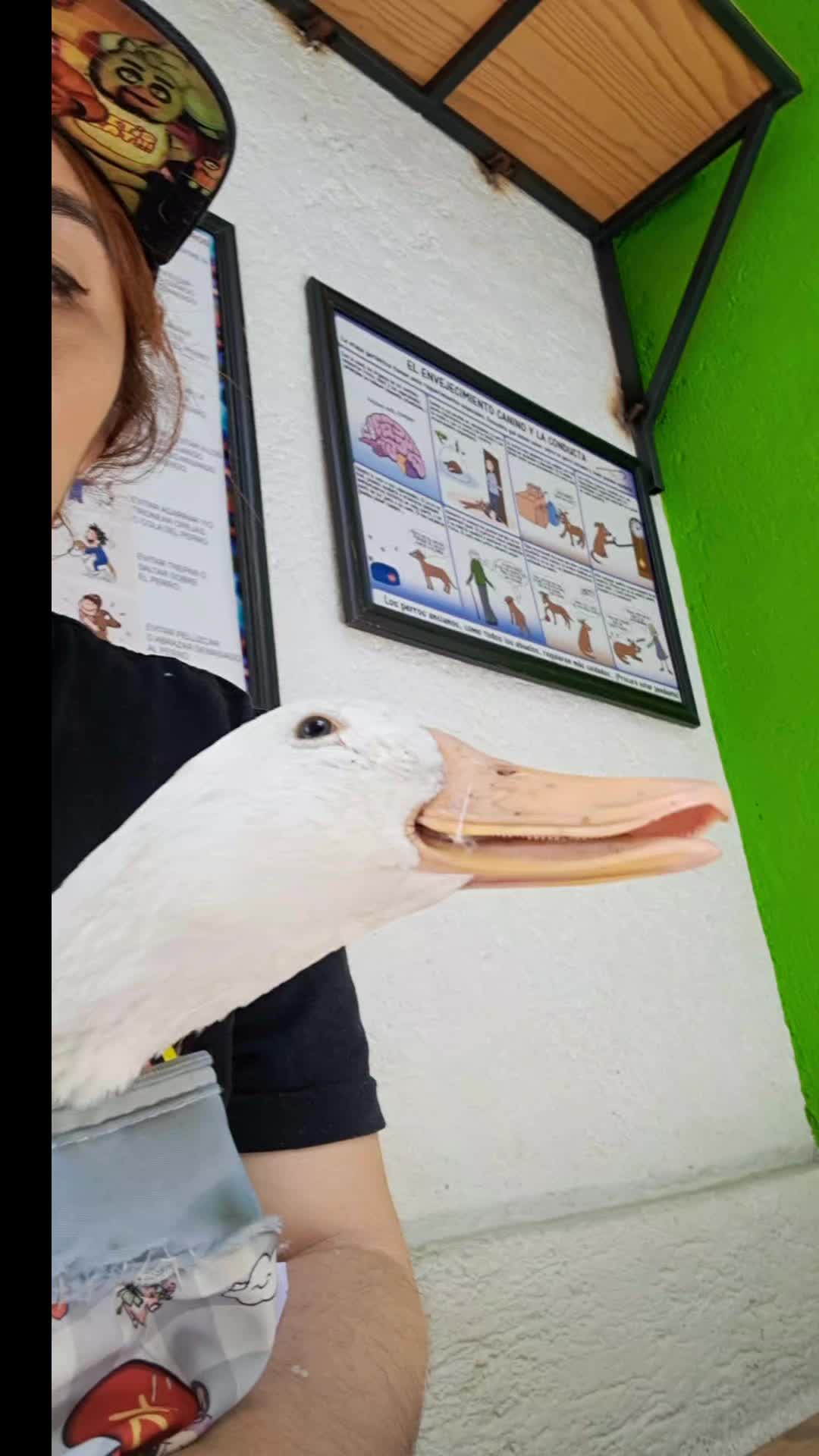 @Dinorito_el_D1nosaurio