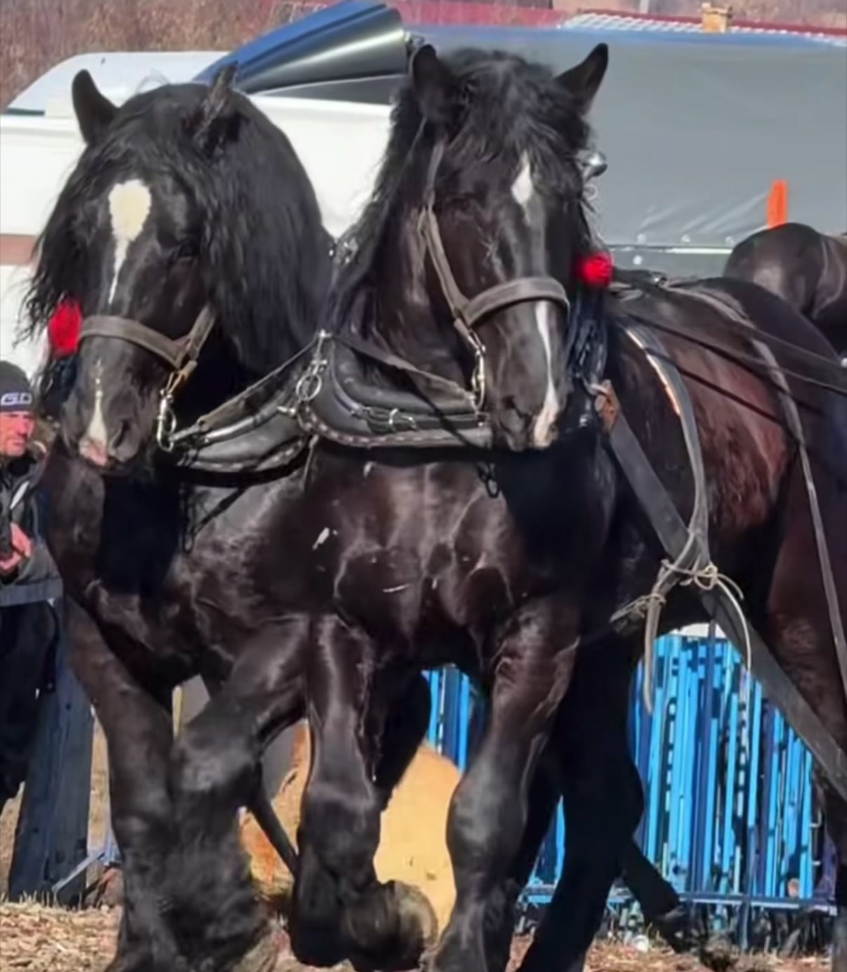 @🐴Horses🐴