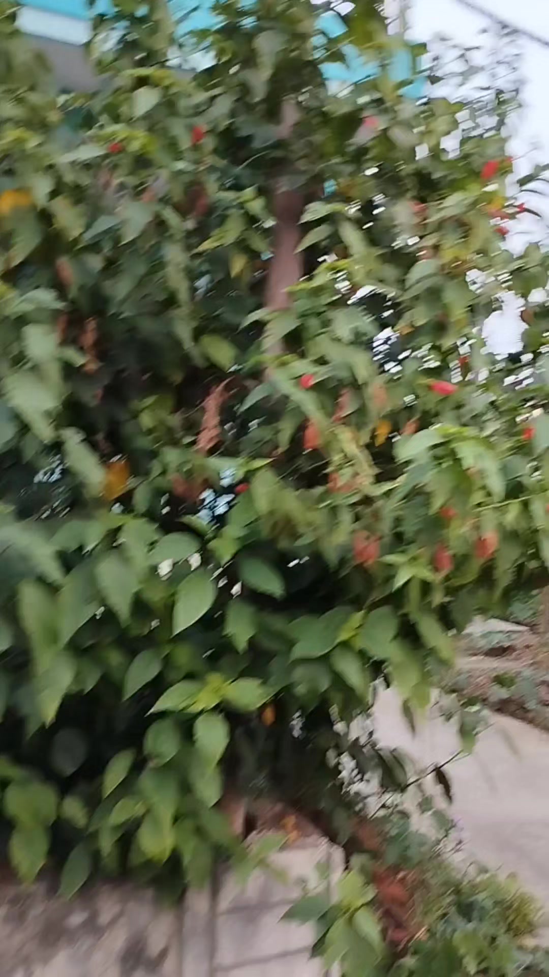 @Tika Bhandari