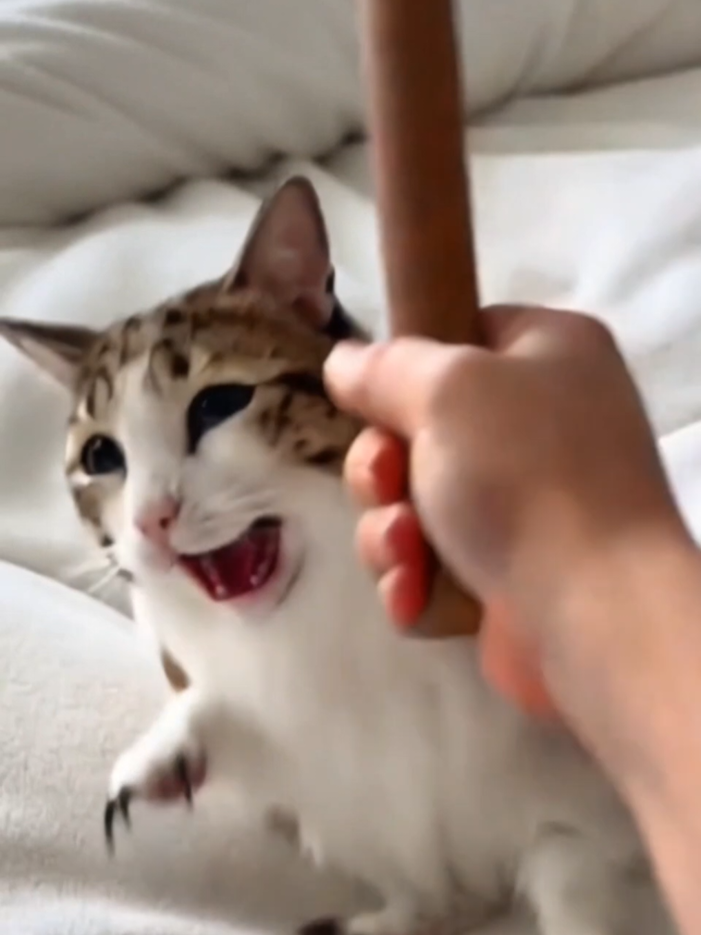 @TheRealMeowl
