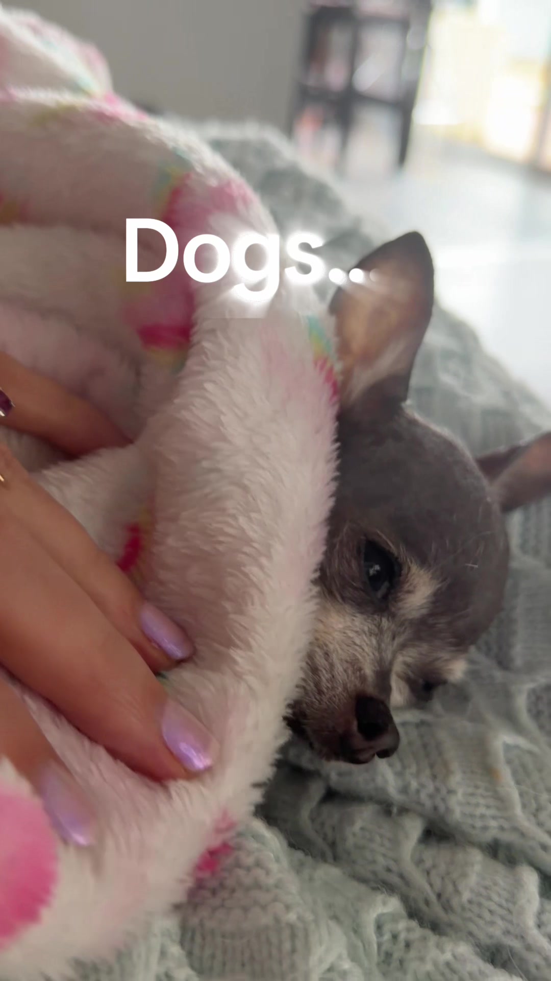 @Tinytiffytheteacupchihuahua
