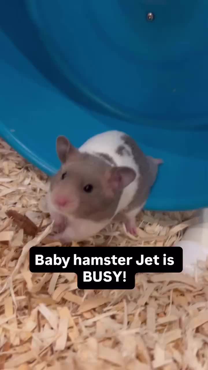 @Poppy Bee Hamstery