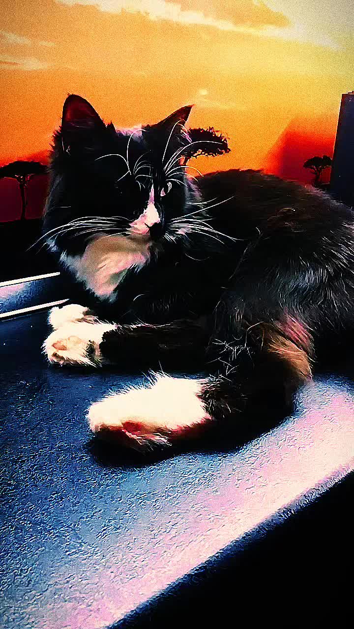 @лилац ∅ (котик хлыщ)