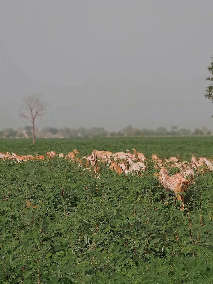 @《SIDHU}{GOAT}{FARM》