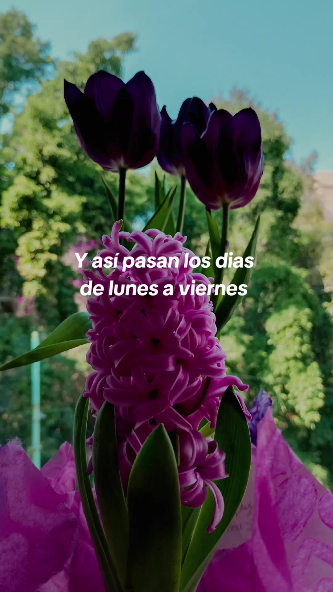 @Miriam Villanueva