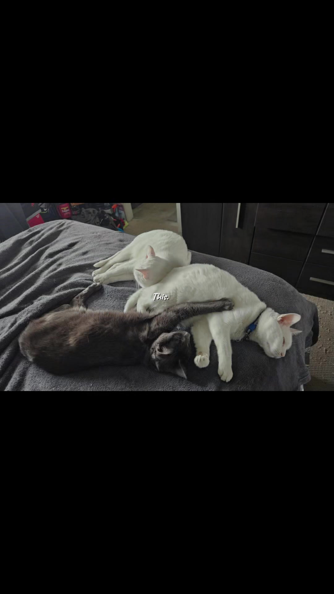 @Zoo Land Pets Cat Family🇨🇦