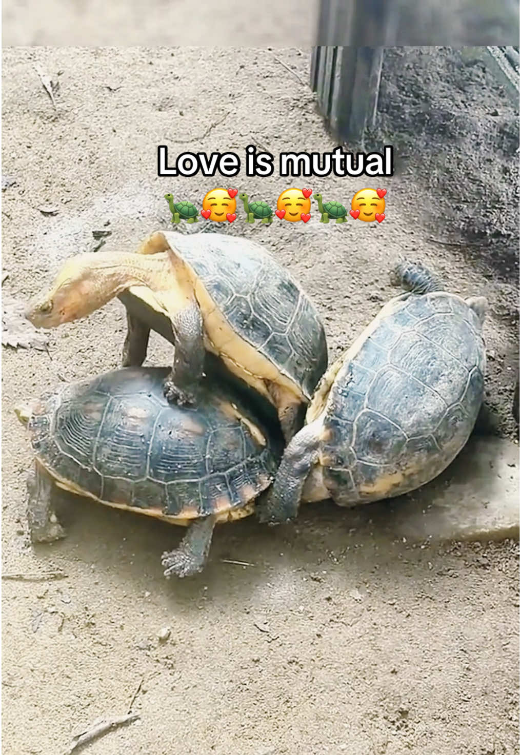 @Mr. Turtle