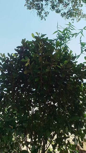 @ғᴀʀᴀʜ ᴠᴜʟᴄᴀɴᴏᴇʟ