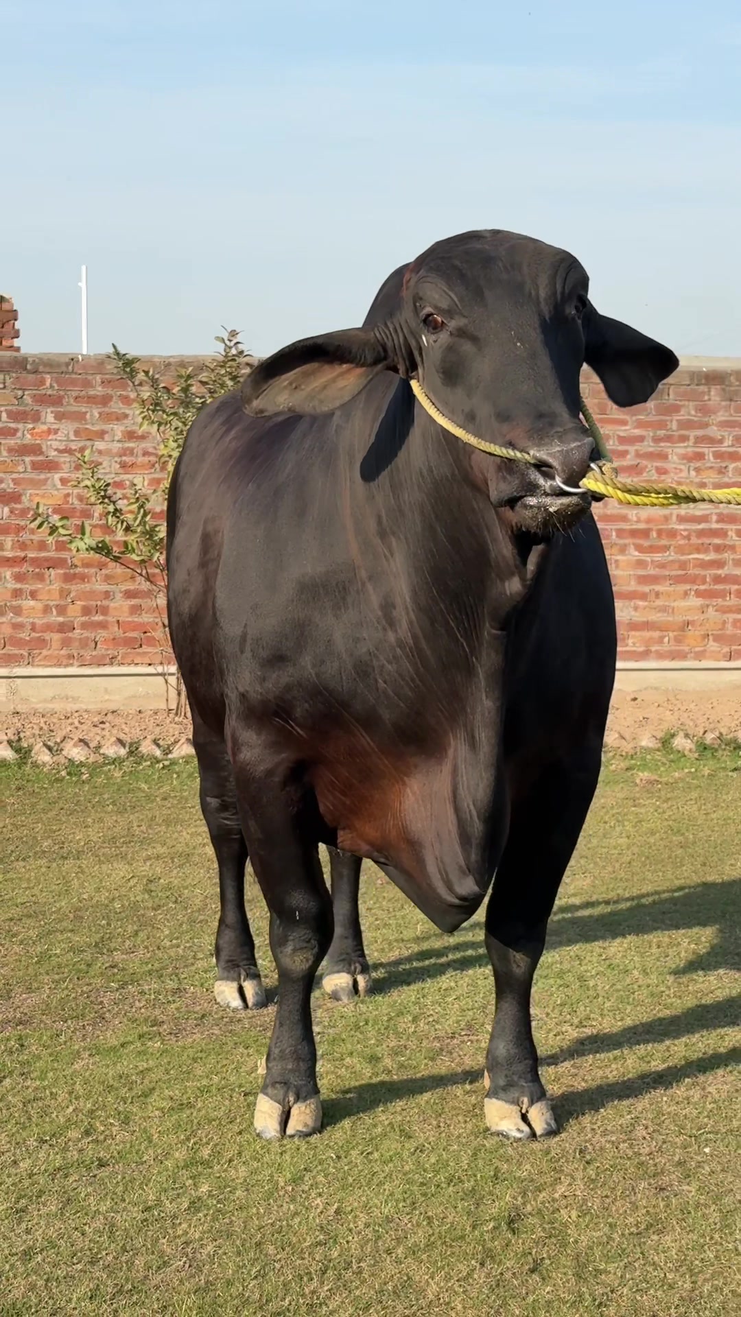 @Okasha Ejaz