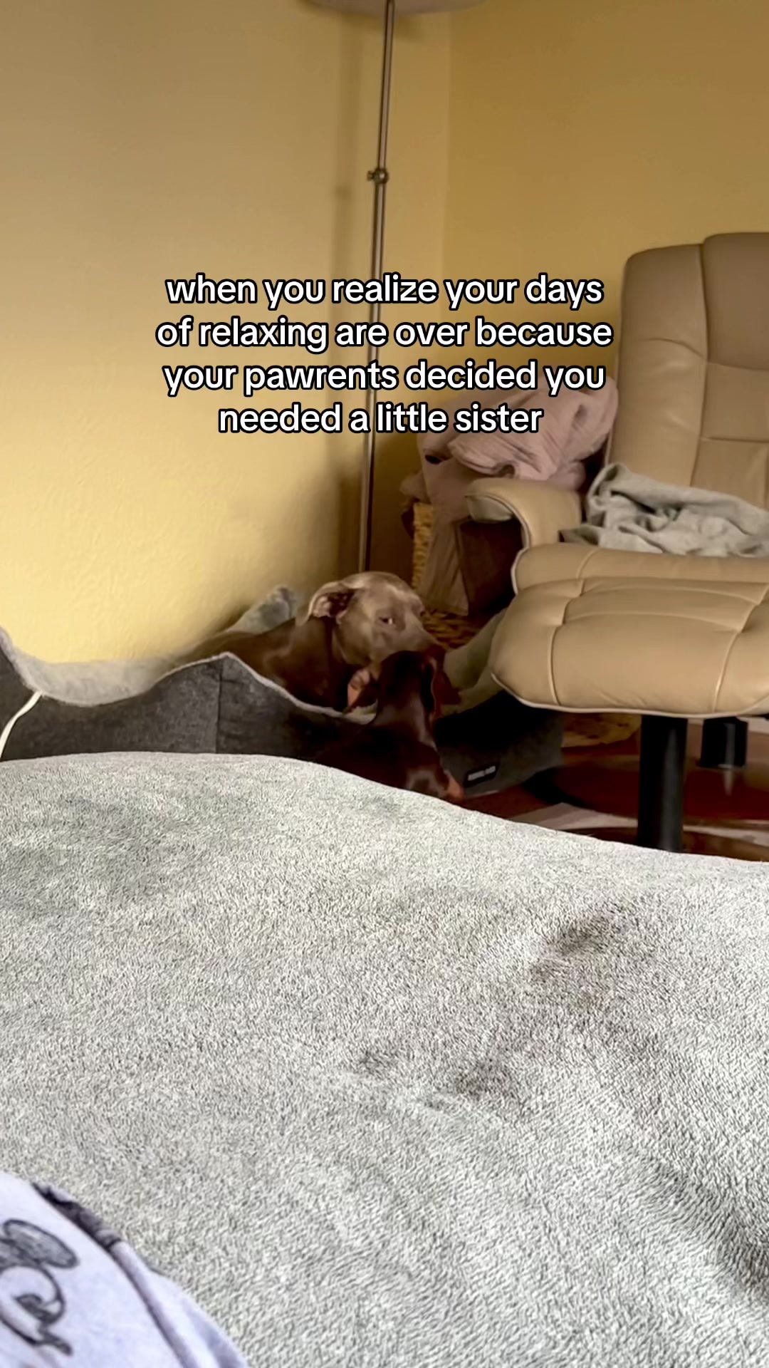@rhubarb the doggo