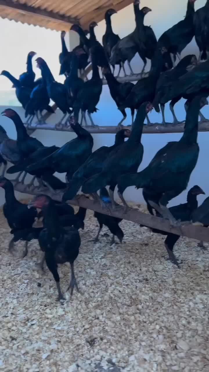 @Royal birds