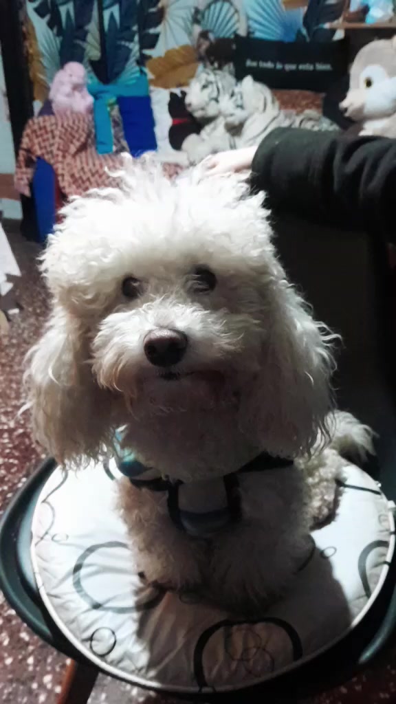 @perrito Dio y su familia