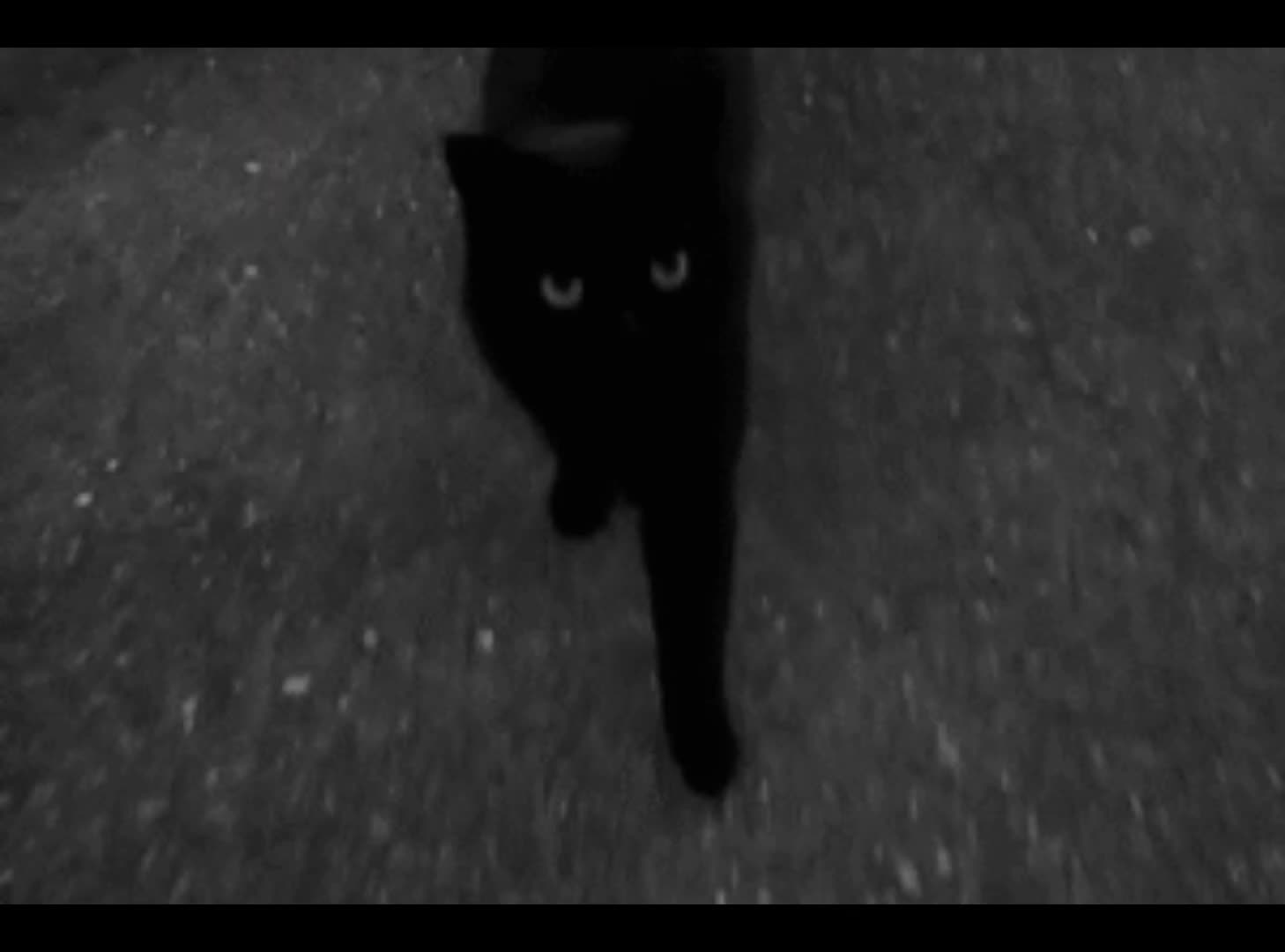 @nyaneko