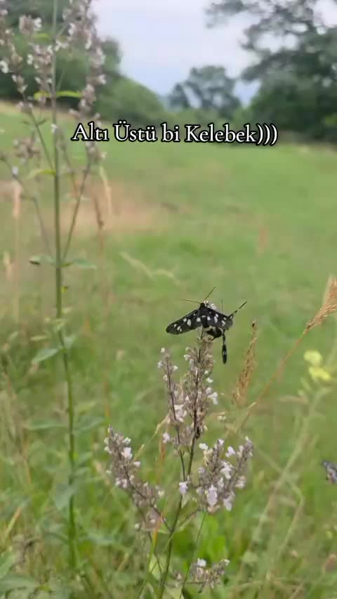 @Nərmin Abbasova