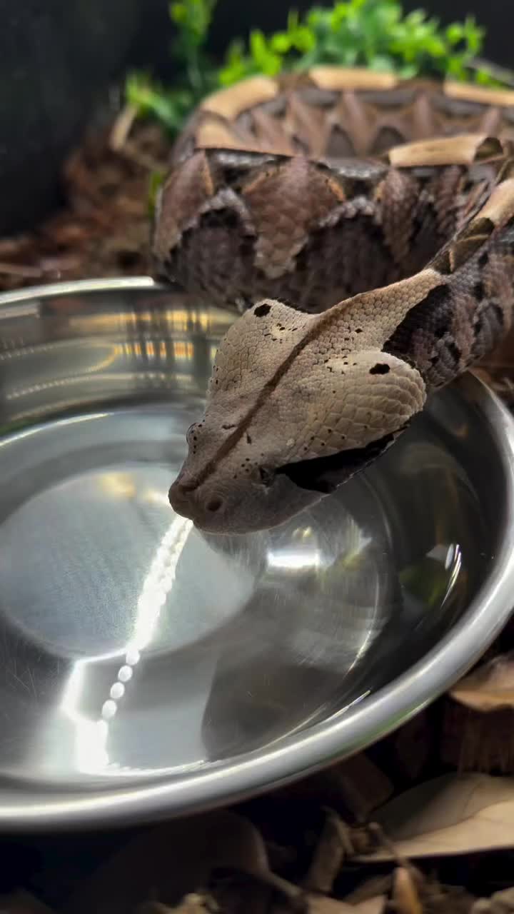 @SavageryReptiles