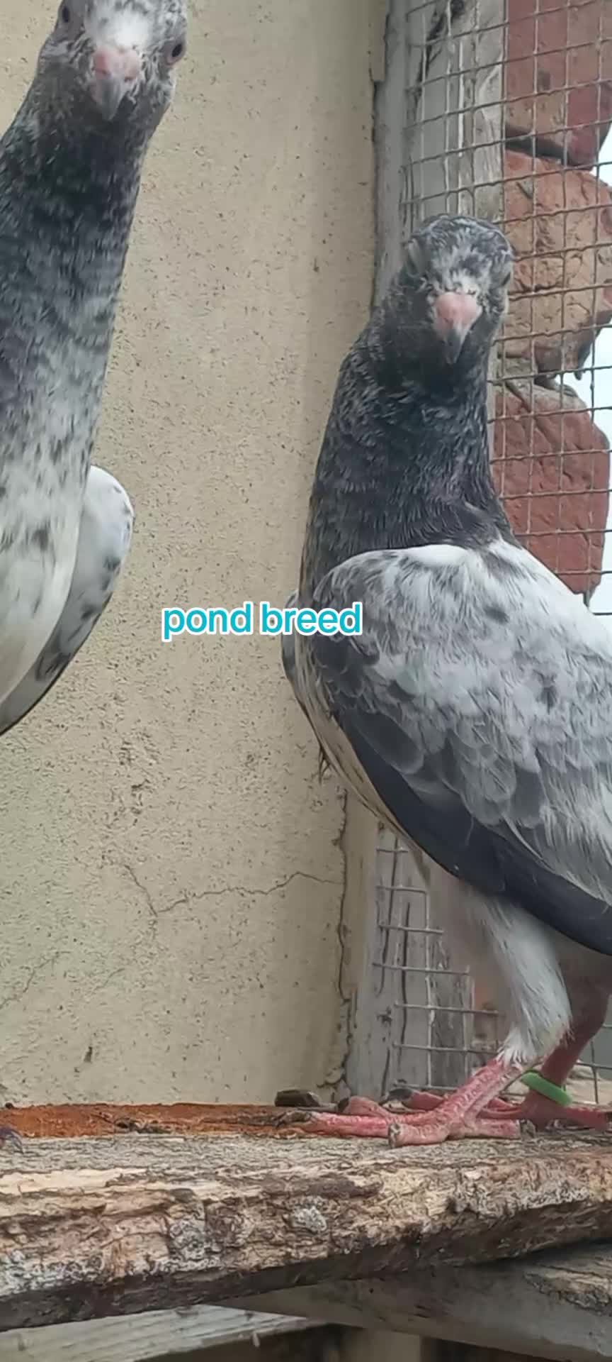 @Ranakasuripigeon