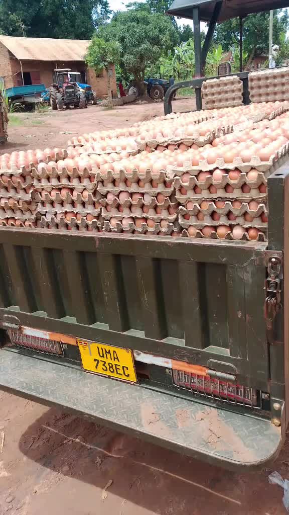 @Mulangira eggs suppliers