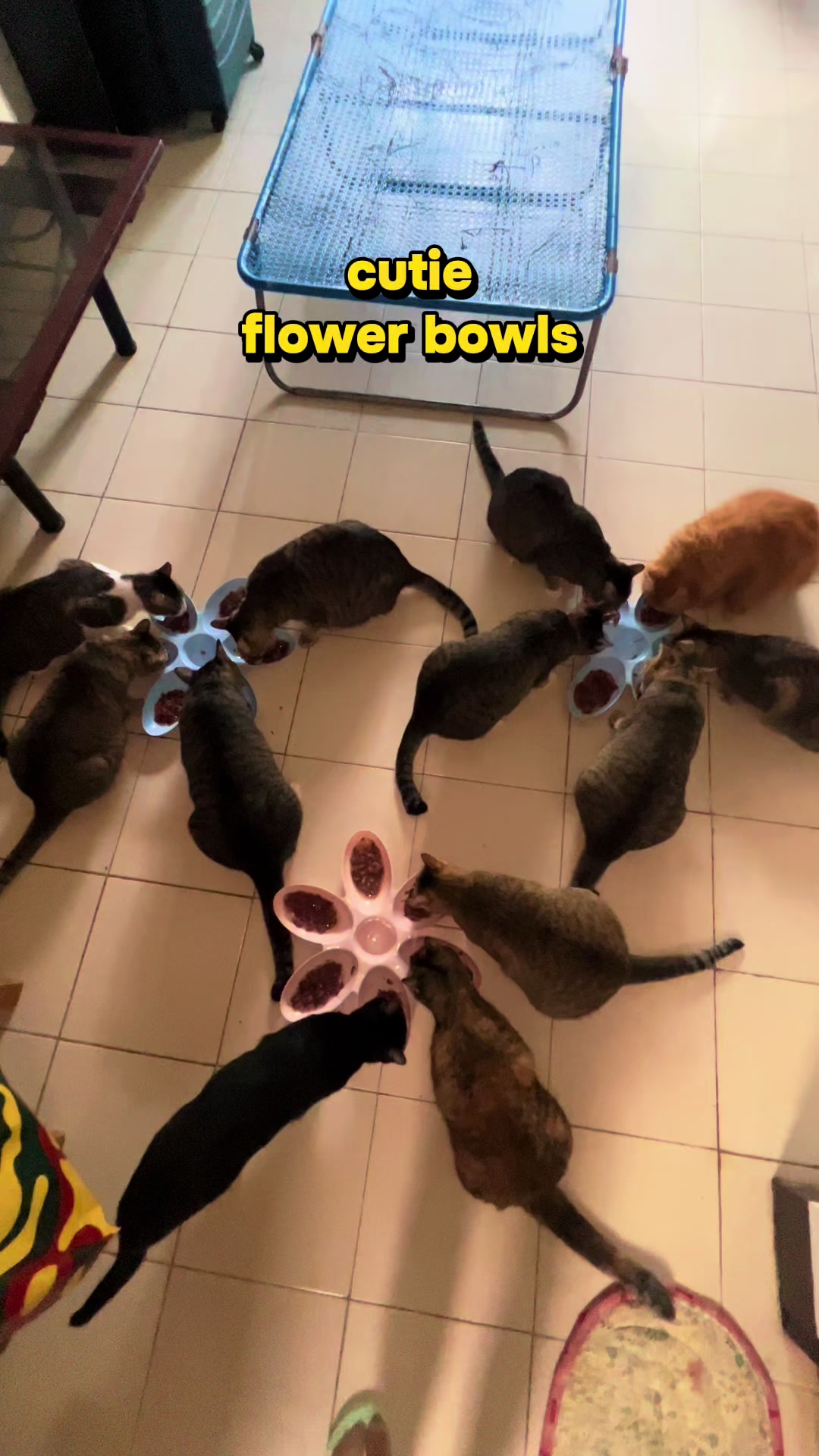 @17meows