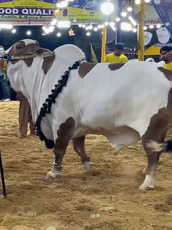 @Karachi Bull lovers
