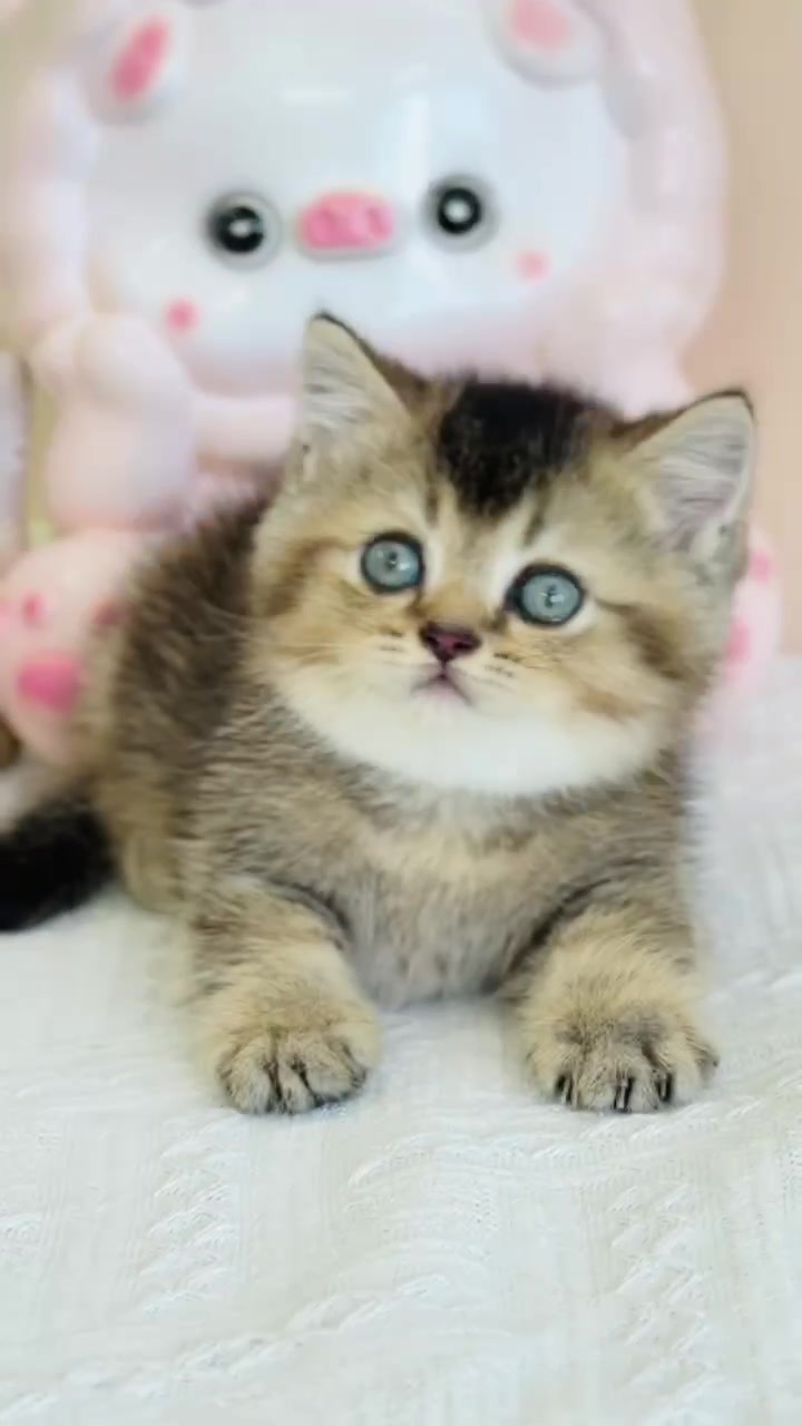 @fuyncats