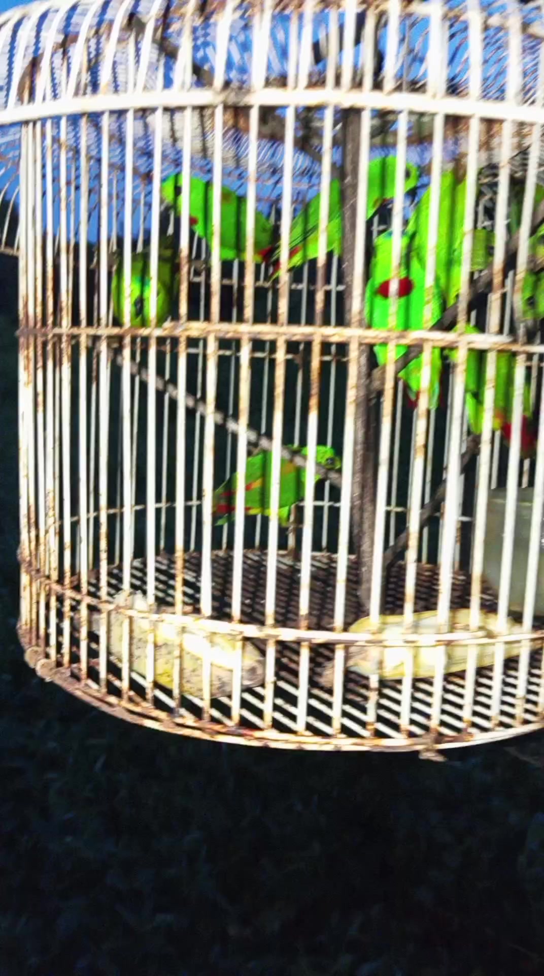 @king srindit👑🦜