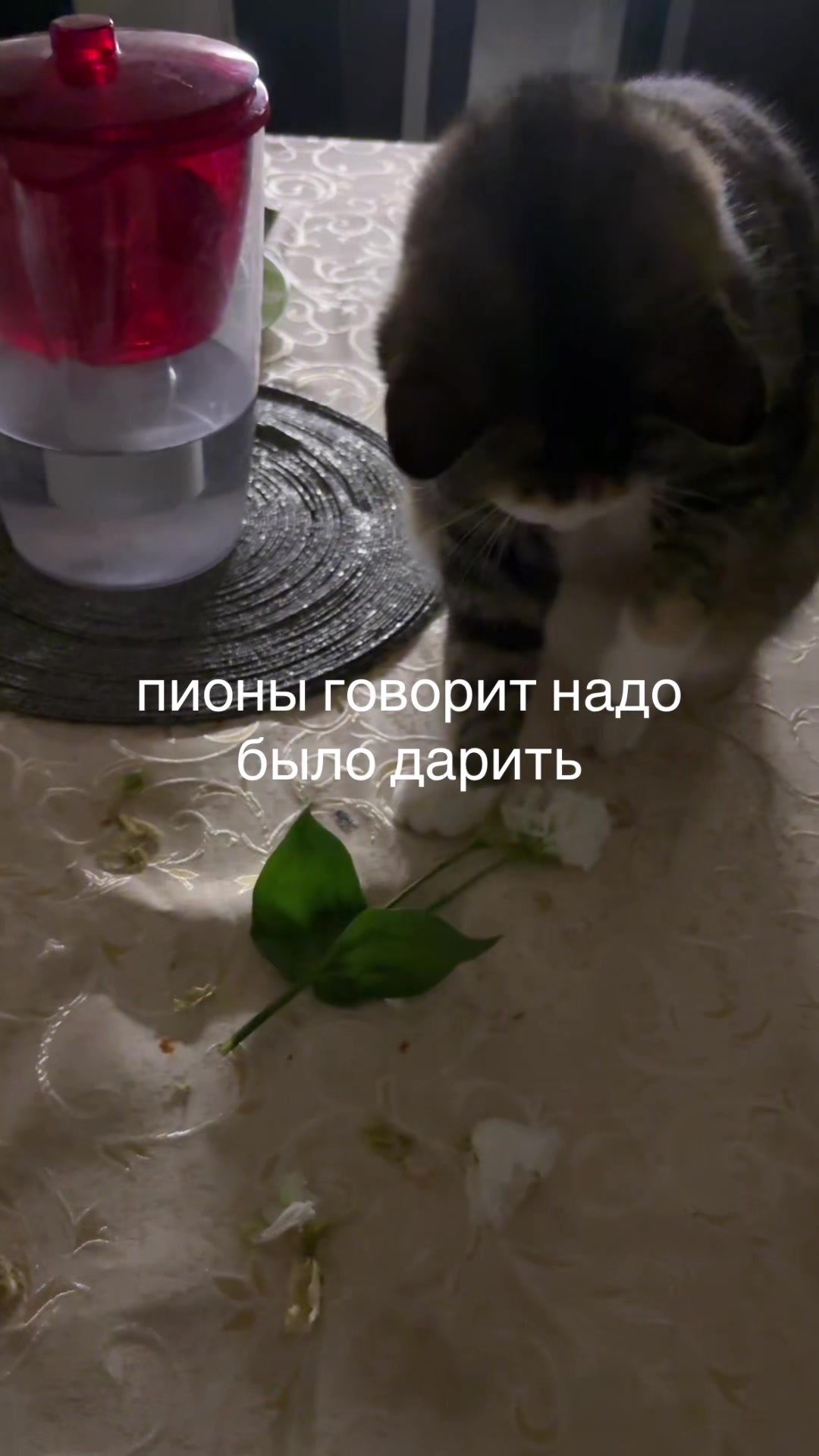 @госпожа_пепла_смерти228