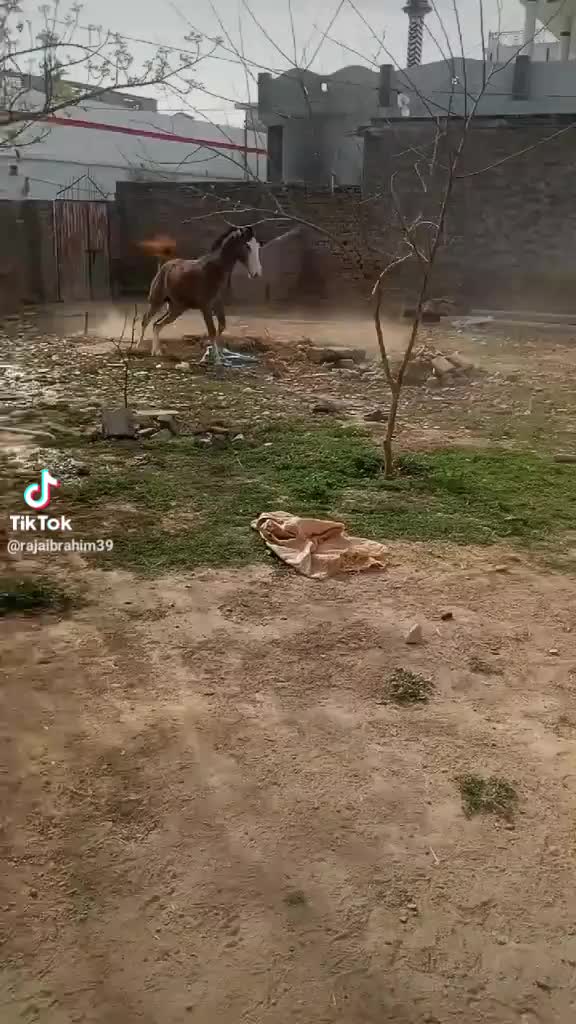 @Malikjaveed
