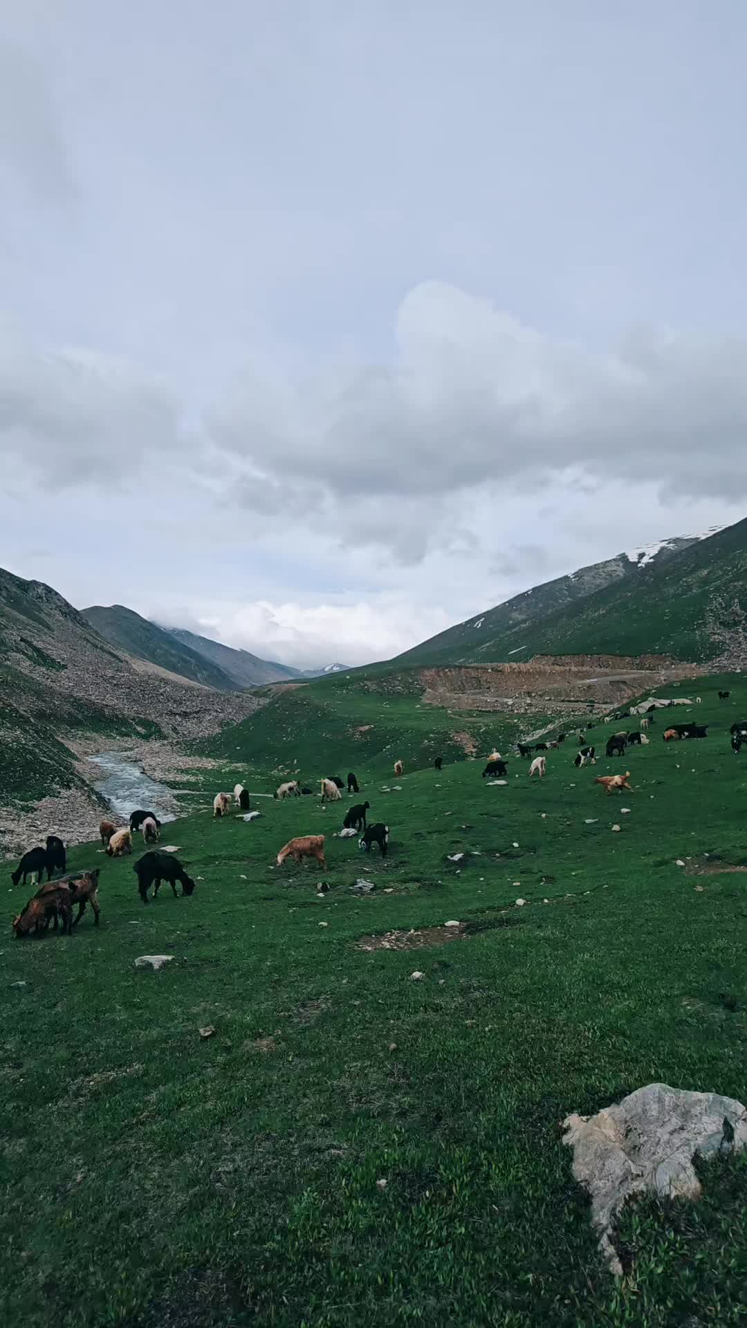 @﮼افریدی