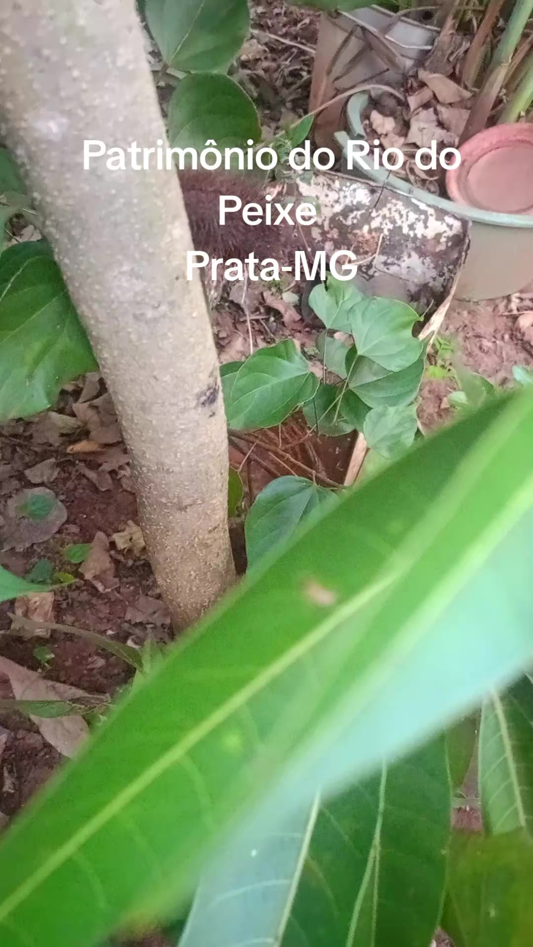 @Adriana Aparecida Si