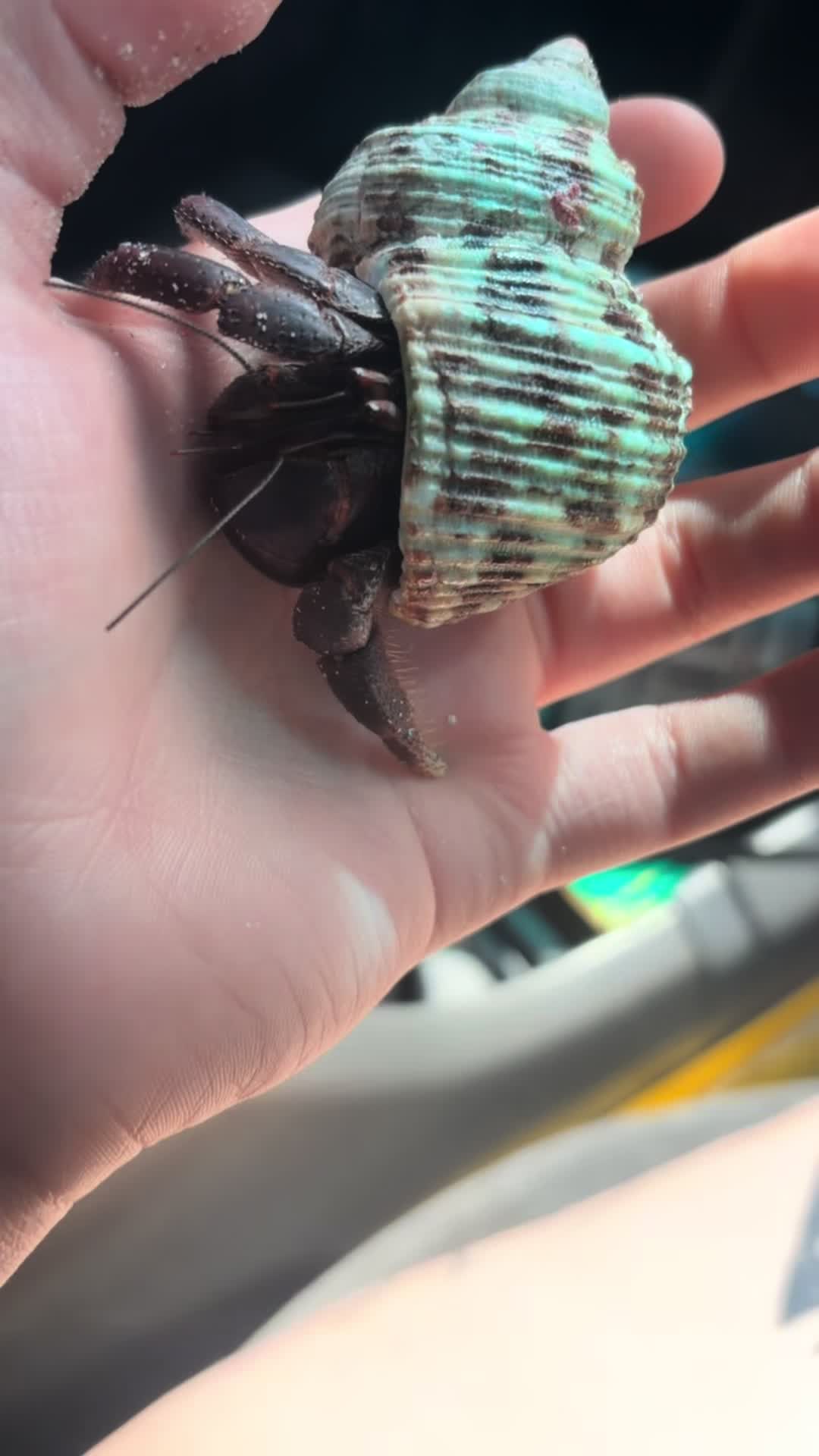 @hermie the hermit crab