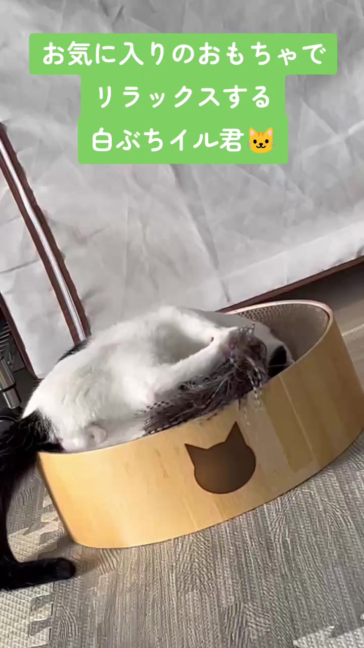 @白ぶちイル君🐱キジトラエル君
