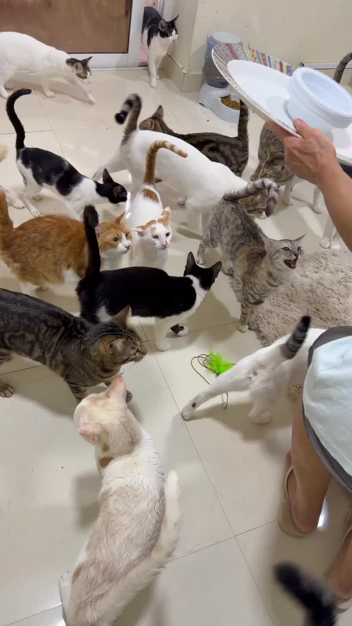 @StrayCatsAngel