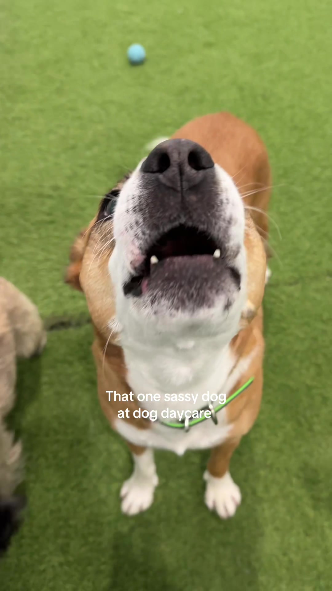 @Camp Canine