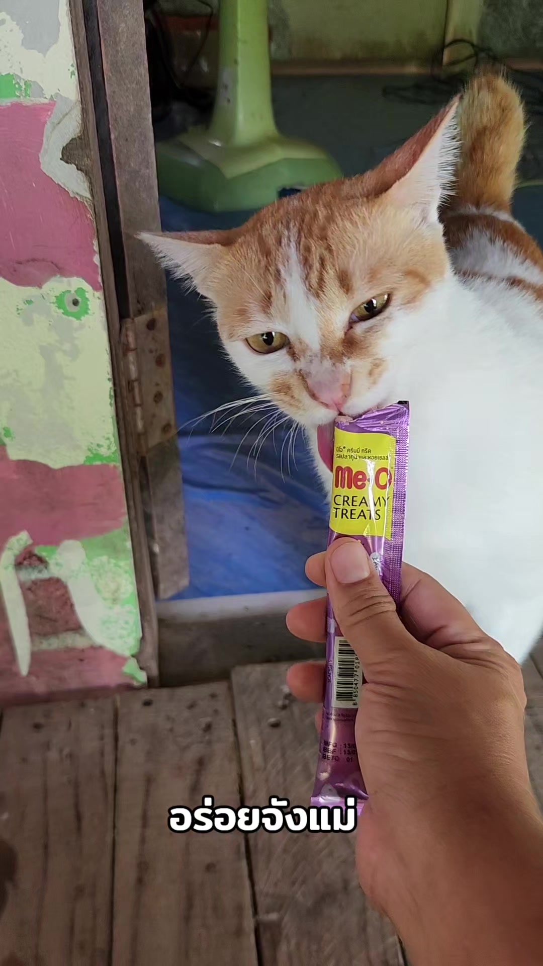 @แป๊ปซี่แมวของฉัน(ช่องใหม่),2