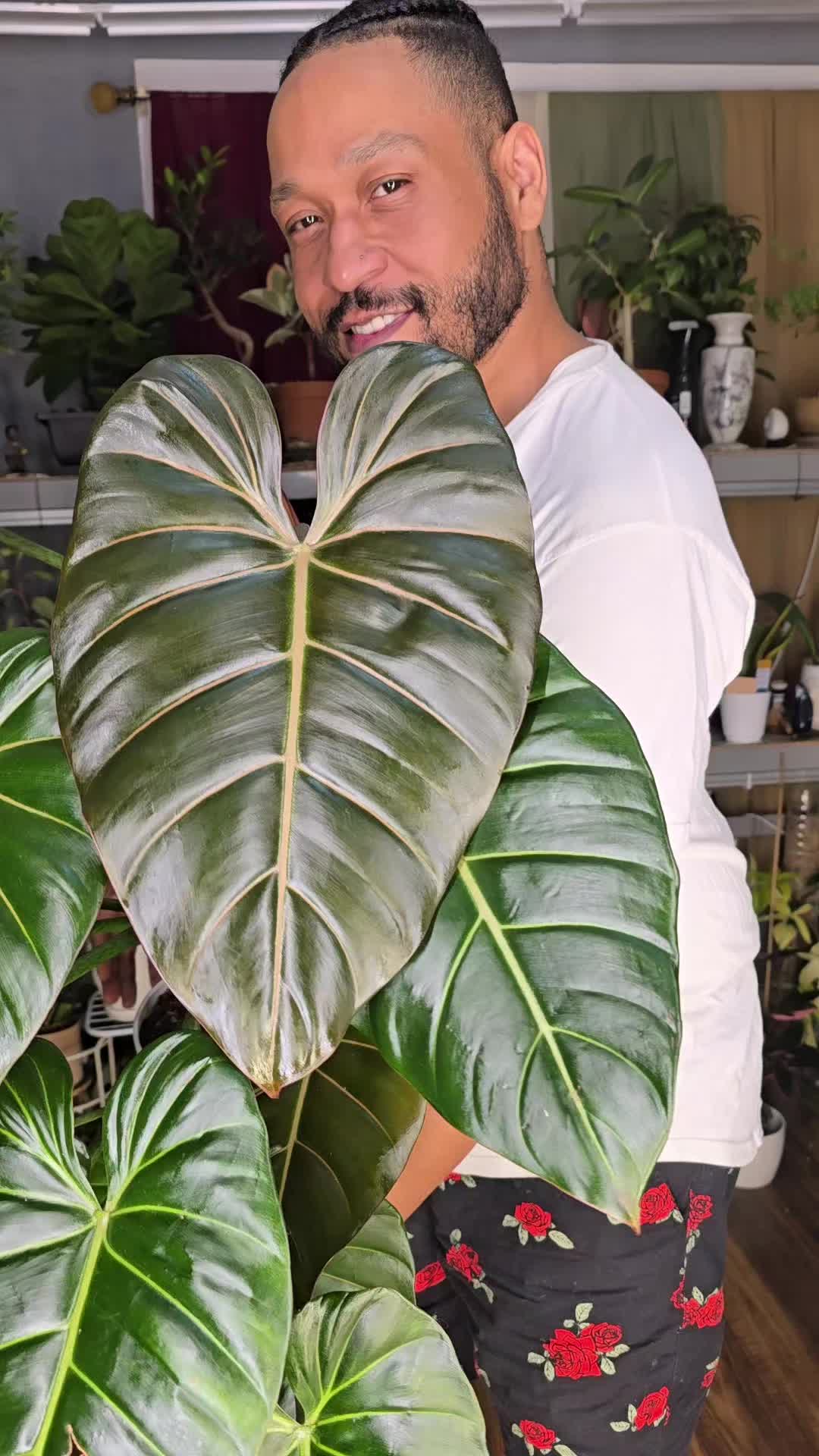 @JT - BigEGOPlants
