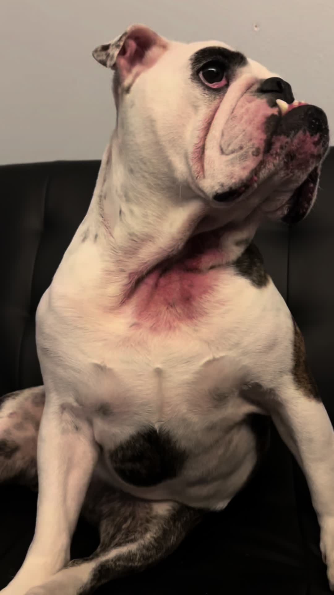 @nalathebulldog20