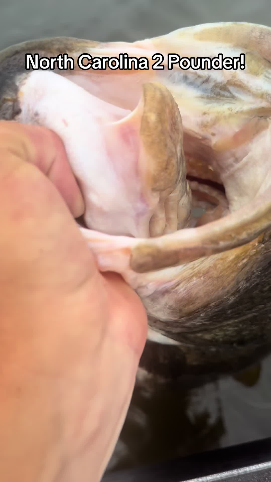 @evan_whitefishing