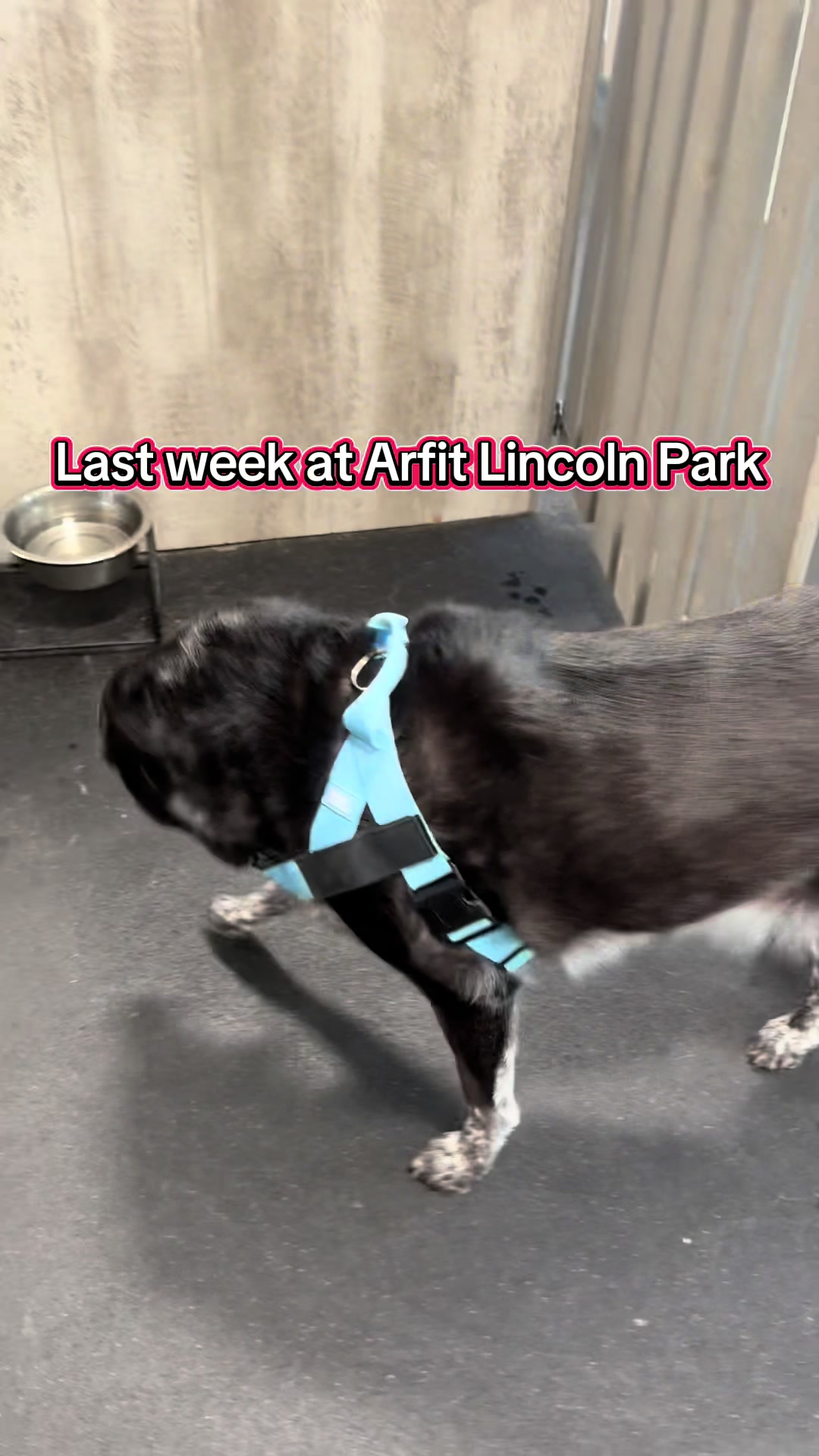 @ArfitDogRehabFitness