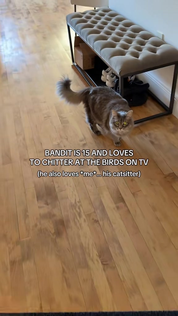 @Auntie Julie - The Cat Sitter