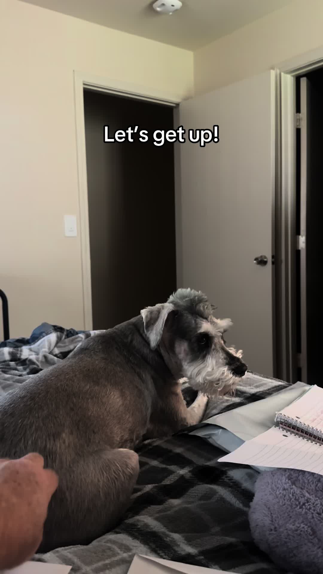 @Cooper The Schnauzer
